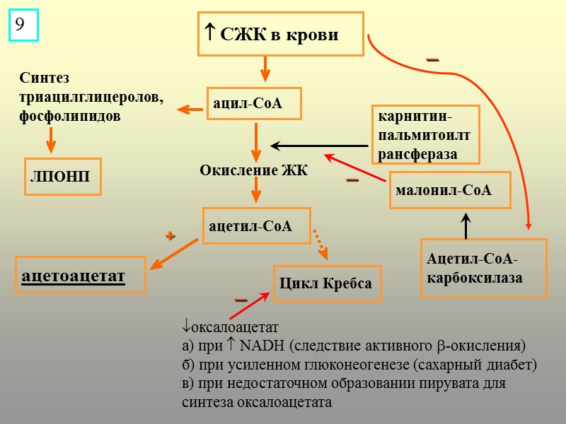 Синтез триацилглицеролов, фосфолипидов _ + Окисление ЖК  СЖК в крови ацил-СоА ацетил-СоА Цикл